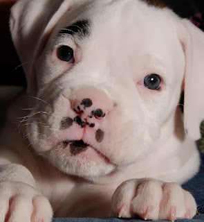 white boxer dogs pictures