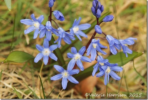 4-Chionodoxa-forbesii-'Blue'-Glory-of-the-Snow