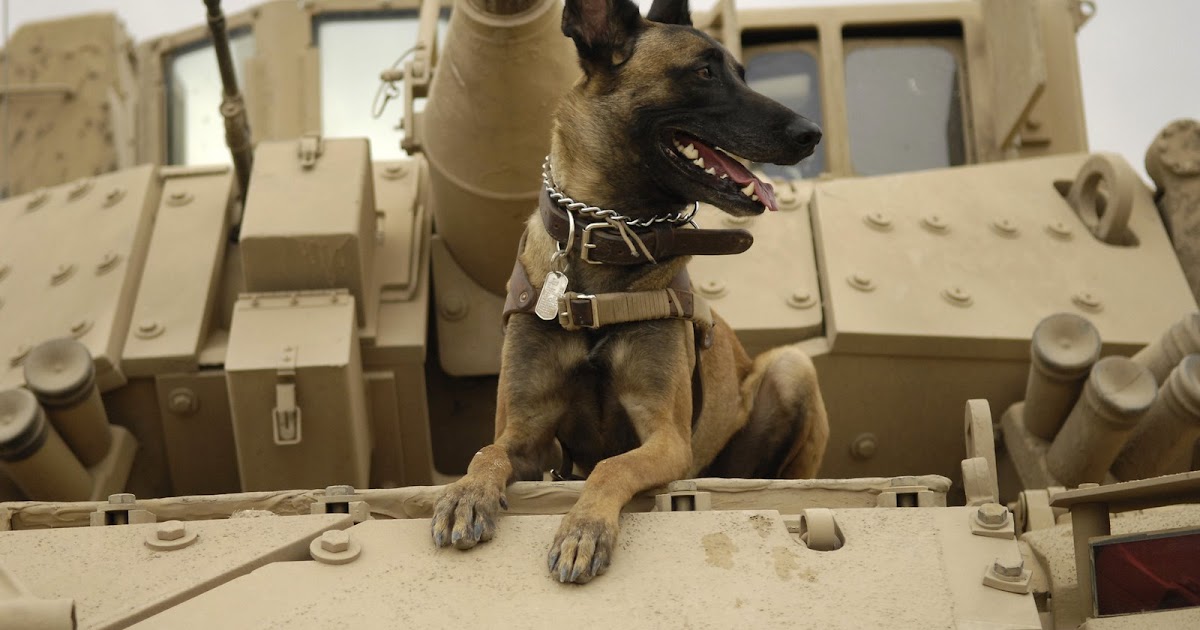 The World Needs A Stronger Blog...: Dogs Of War