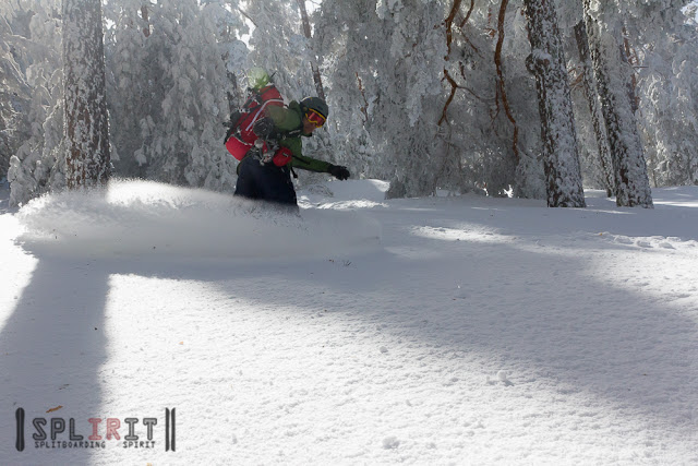 Splitboard en el bosque