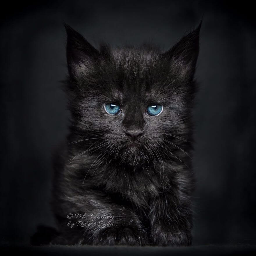 44 Breathtaking Pictures Show The Majestic Beauty Of Maine Coons