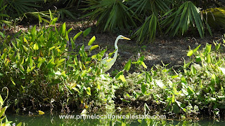 bird in pond - Charleston-MLS, real-estate, SC, West Ashley - waterfront homes