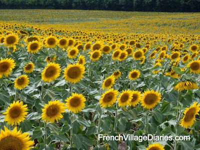 French Village Diaries Discover The Delights of Deux Sevres Silent Sunday fields colours of the rainbow