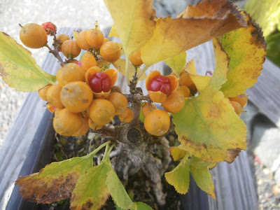 ツルウメモドキ 花が咲か ない 213701-ツルウメモドキ 花が咲か ない