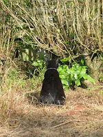 Winnie in the garden. 