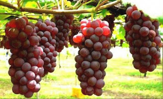 10 Manfaat buah anggur