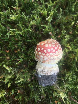 photo shows a small toadstool with a white stem, and a red cap with white spots (Fly Agaraic) against a background of bright green moss