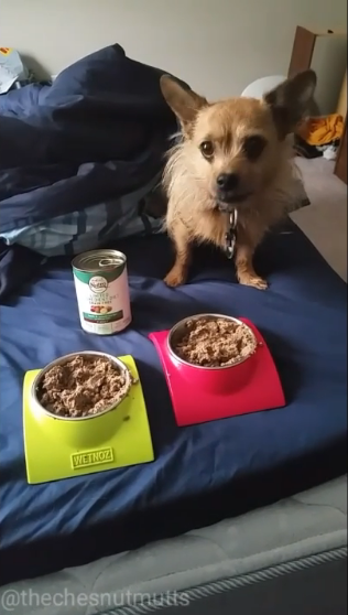 Mini Review: Nutro Limited Ingredient Dog Food