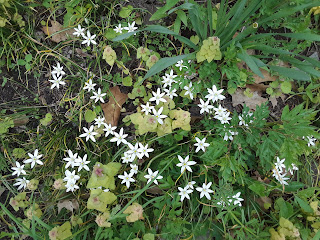 Ezren's Flowers