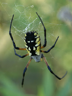 Argiope orangée - Argiope aurantia