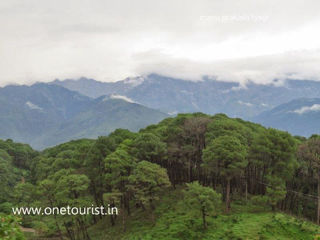 tea gardens of Dharamshala , himachal pradesh ,