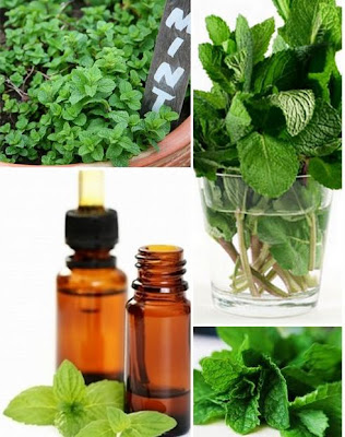 The Top 10 Best Uses For Peppermint Essential Oil