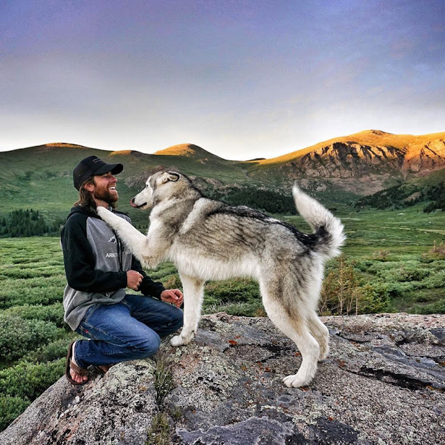 Conheça Loki, O Wolfdog que encara aventuras épicas com seu dono