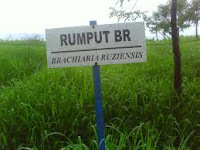 Rumput Ruzi / Kongo (Brachiaria ruziziensis) 