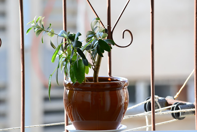 Flowerpot on the windowsill