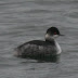 Black Necked Grebe