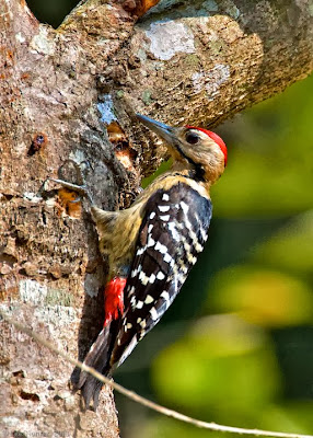 Fulvous breasted Woodpecker