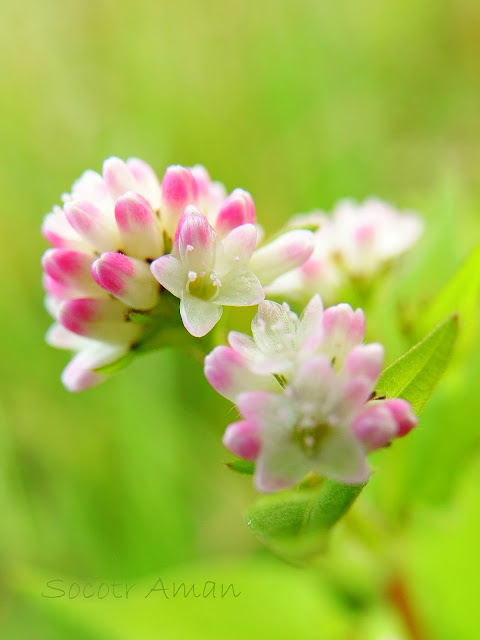 Polygonum sieboldii