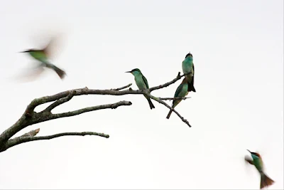 Blue-throated Bee-eater (Merops viridis)