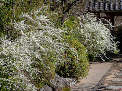 Yukiyanagi (Spiraea thunbergii) flowers: Kaizo-ji