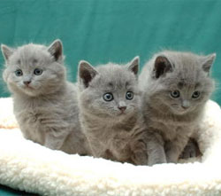 Cat Breeds, Chartreux Cat, Cats Pretty