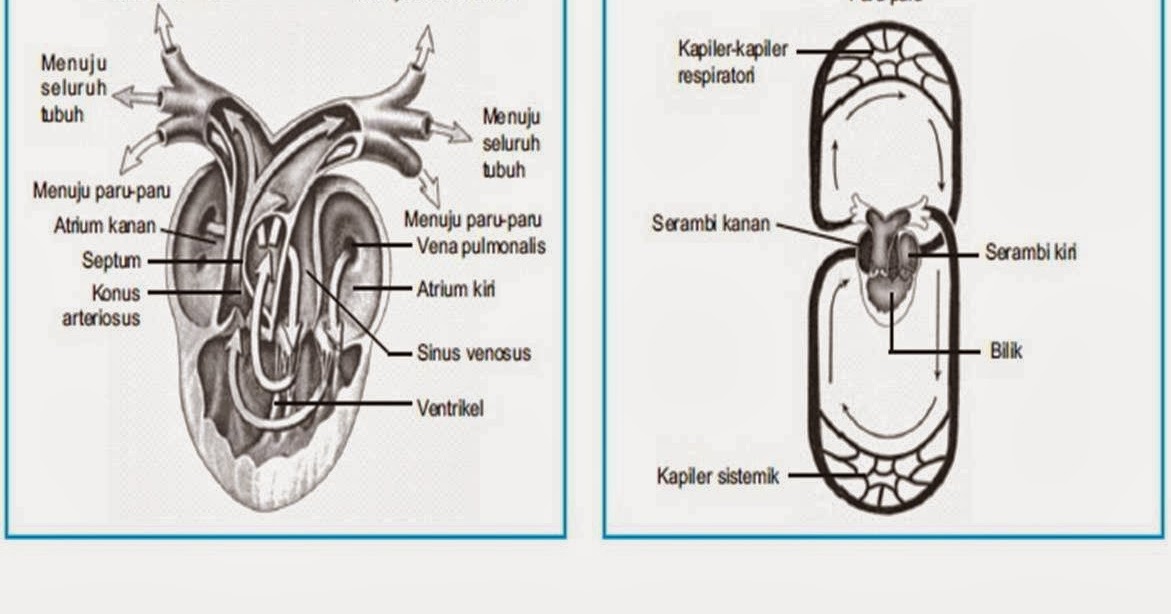  HEWAN  AMFIBI   KATAK   Jendela Ilmu