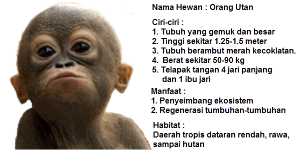 Orang Utan