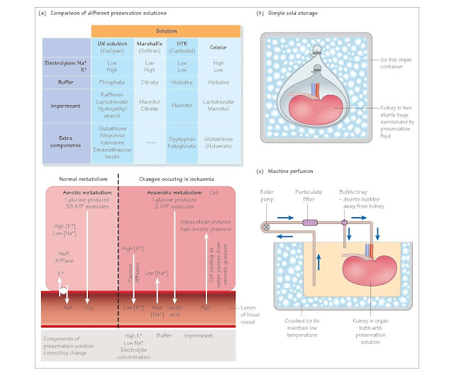 Organ Preservation, The effects of ischaemia, Cooling, Electrolytes, Impermeants, Buffer, Additional reagents, Static storage or machine perfusion