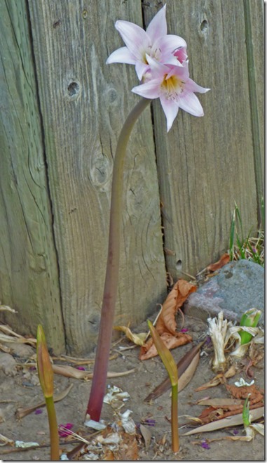 Naked Ladies (Belladonna Lilies) in Sandy and Arny's backyard