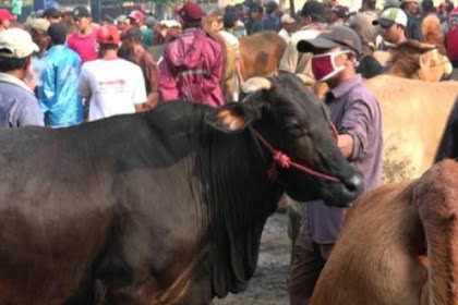 Daging masih mahal di Jakarta,harga sapi Probolinggo naik Rp 1-2 juta 