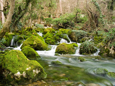 Rio cruza por el bosque y rocas con musgo