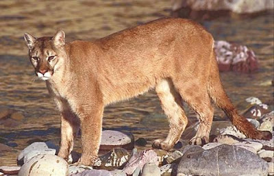 Foto Puma atau Panther