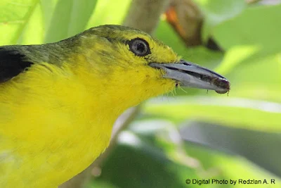 Common Iora with food