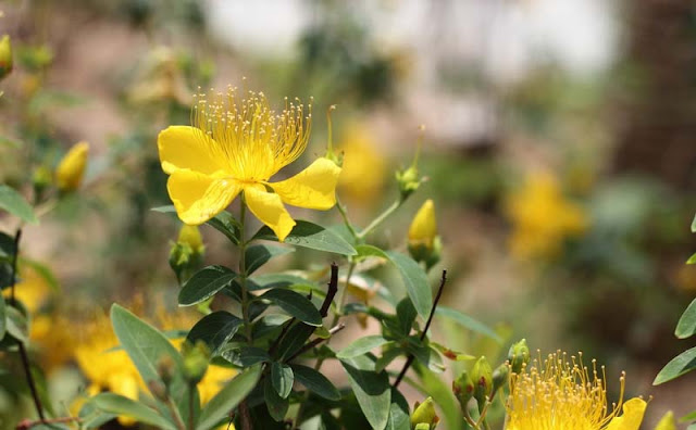 Hypericum Flowers