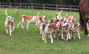 American Foxhound Breed Information