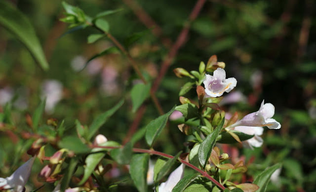 Abelia Parvifolia Flowers