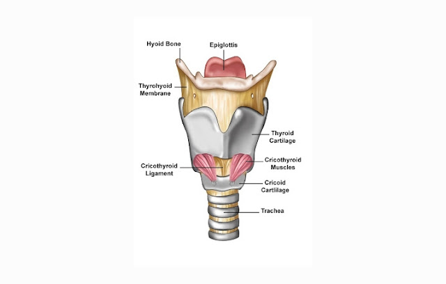 Pengertian, Struktur dan Fungsi Laring