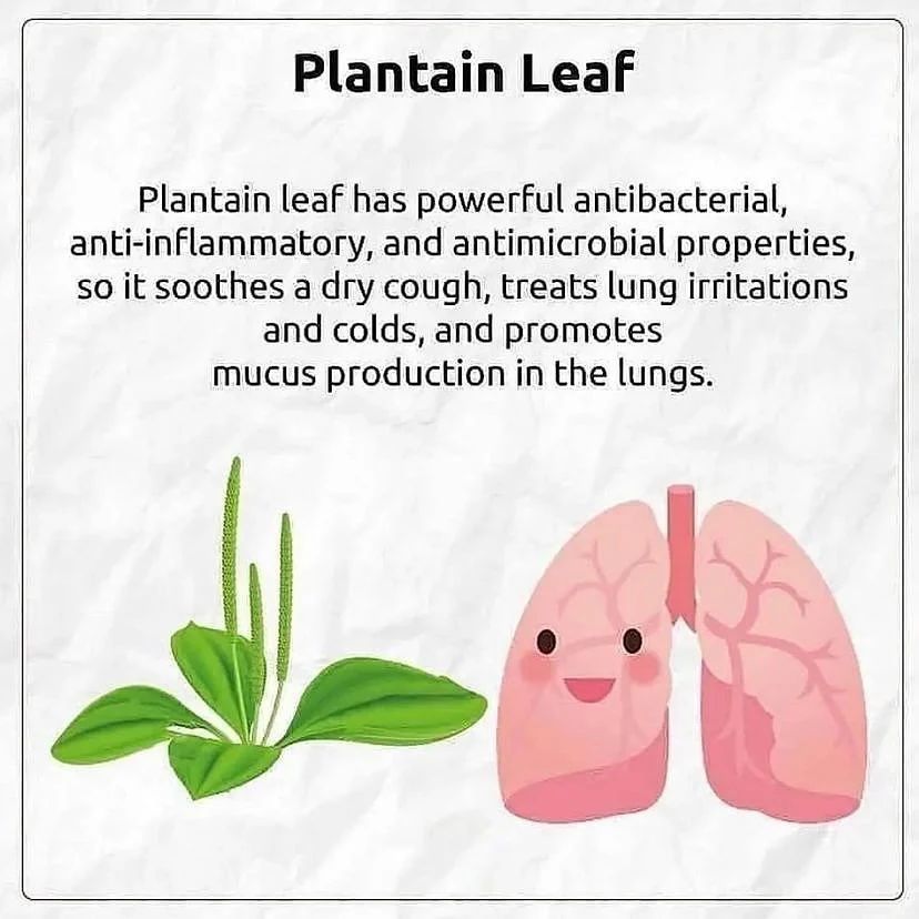 Plantain Leaf is one of the Most Powerful Medicinal Plants and Herbs, Backed by Science