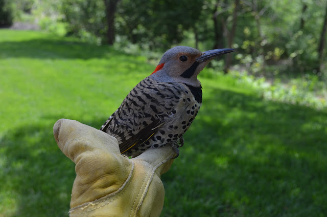 Northern Flickers eat mainly ants and beetles.