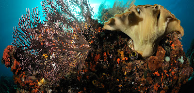 coral raja ampat18