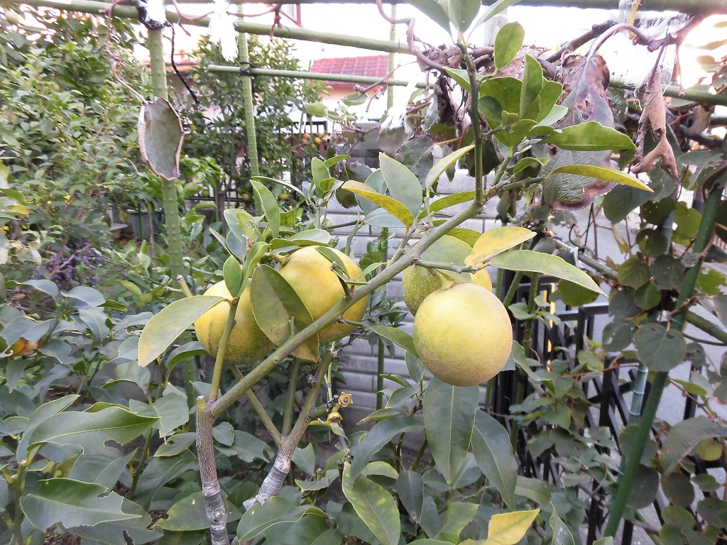 四季成り果樹園芸 キンカンライム Limequat