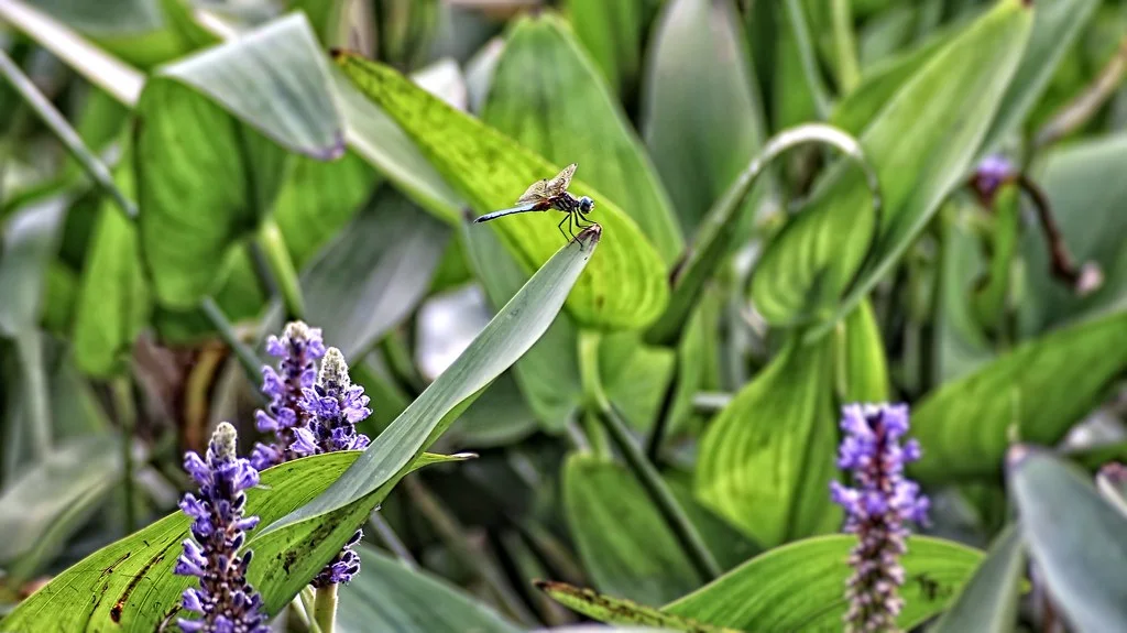 A vibrant cluster of pickerelweed in a wetland habitat, inviting dragonflies to dance among its blossoms