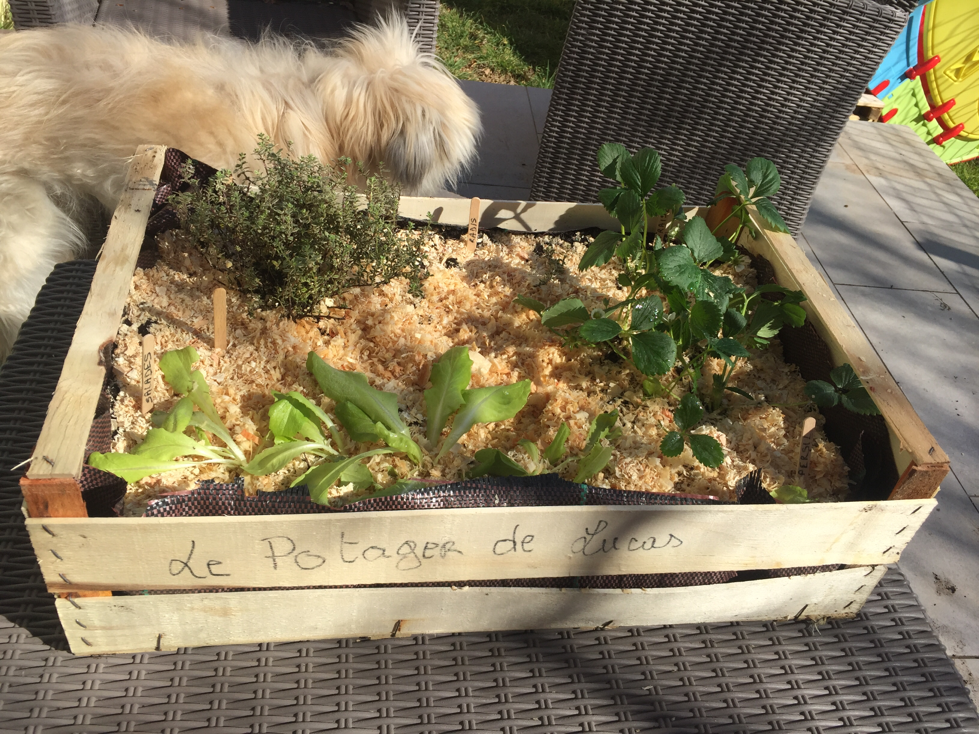 Mini potager enfant