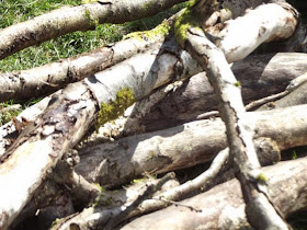 log pile house for a snake