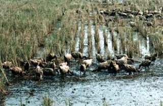 Keong : Hama Utama Padi Sawah Yang Indah Dan Berbahaya