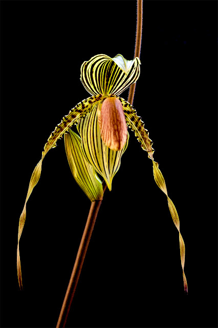 Paph Susan Booth X Roth5