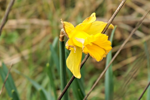 Spring flowers @ ups and downs, smiles and frowns