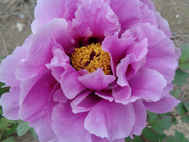 燕趙園の牡丹の花