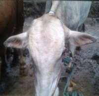 harga sapi qurban kurban 2013 250h TKFG