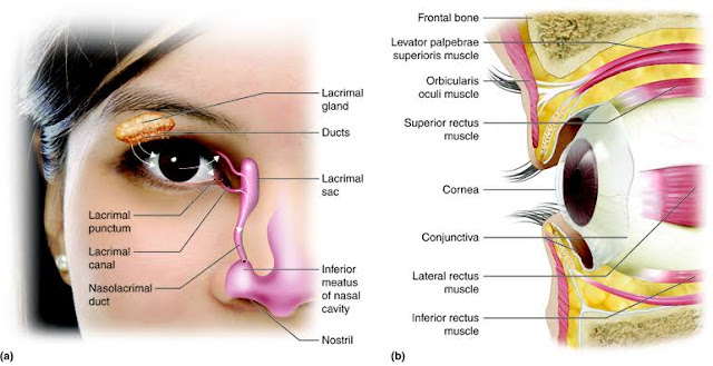 Struktur mata manusia adalah suatu keajaiban alami yang layak untuk dijelajahi. Gambar ini memberikan wawasan mendalam tentang bagaimana mata kita bekerja dengan lensa, retina, iris, dan banyak komponen lainnya.